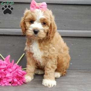 Blossom, Cockapoo Puppy